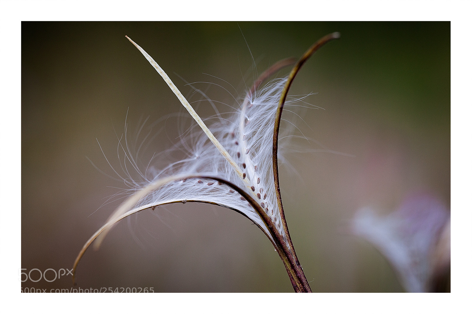 Canon EOS 5D Mark II sample photo. Epilobium seeds. graines d' photography