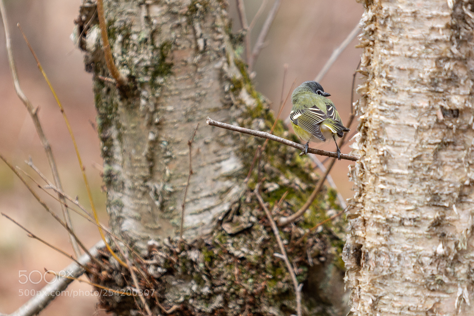 Nikon D7100 sample photo. Over the shoulder photography
