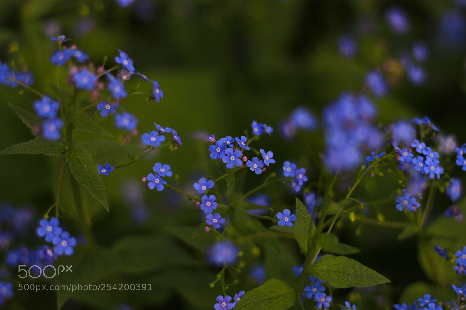 Canon EOS 700D (EOS Rebel T5i / EOS Kiss X7i) sample photo. Forget-me-not photography