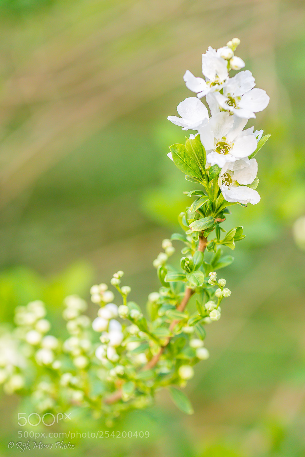 Nikon D7200 sample photo. Apple blossom photography