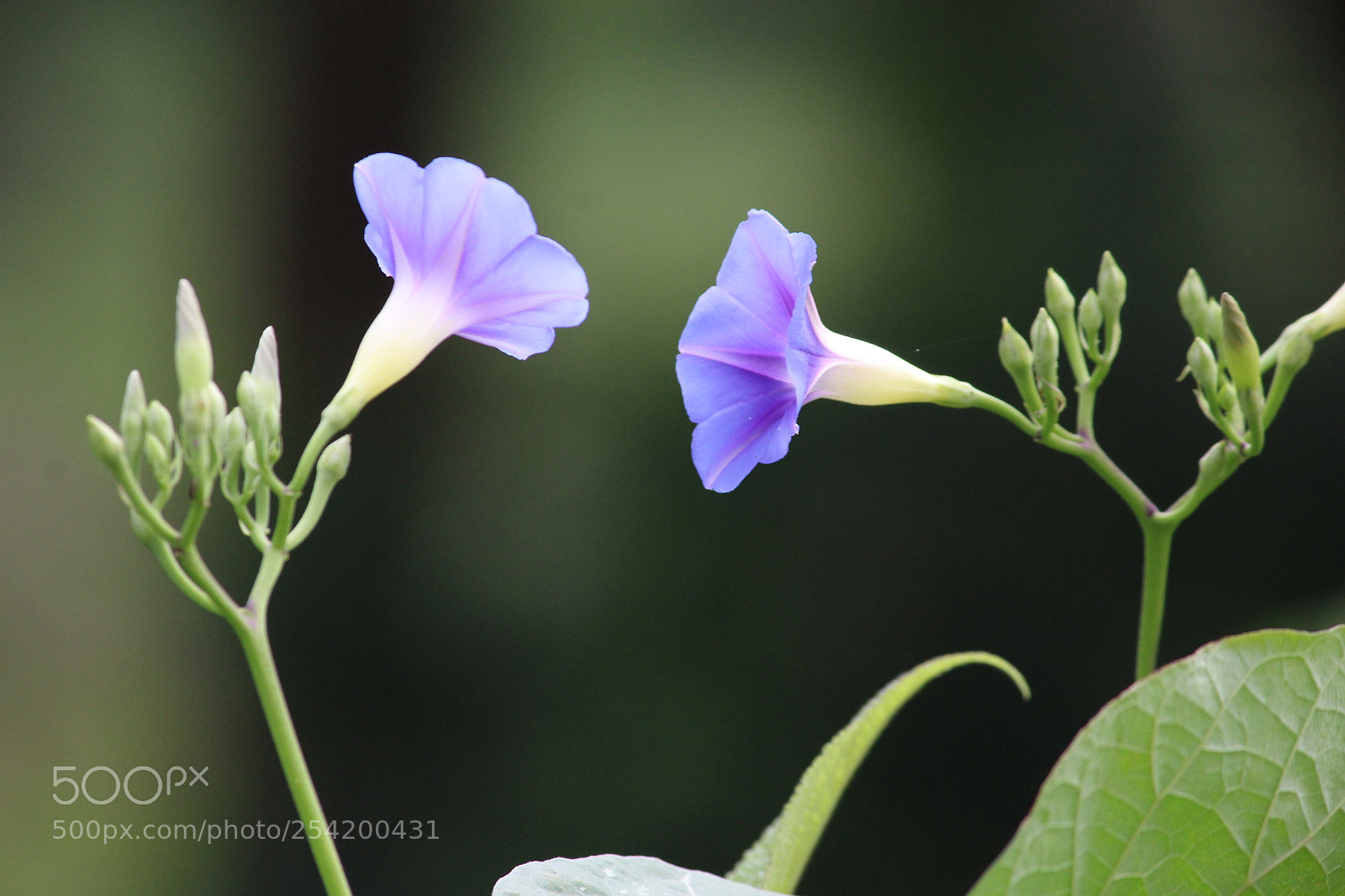 Canon EF-S 55-250mm F4-5.6 IS II sample photo. The language of nature photography