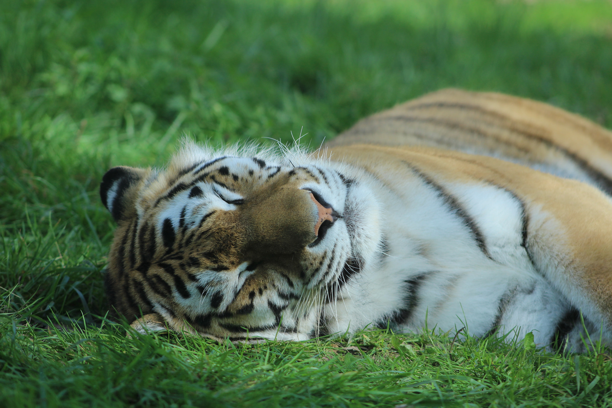 Canon EF 75-300mm f/4-5.6 sample photo. Tigre photography