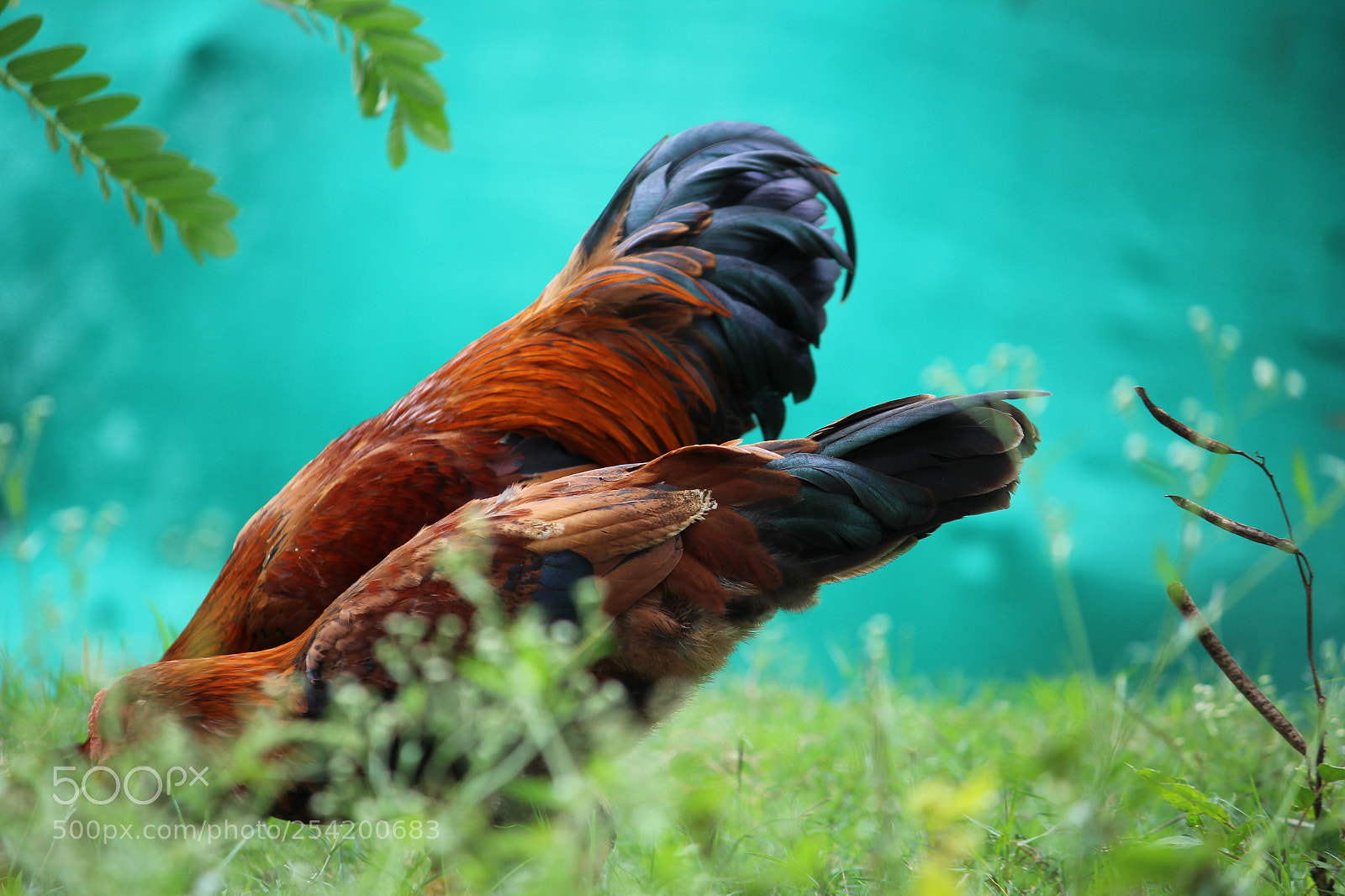 Canon EF-S 55-250mm F4-5.6 IS II sample photo. The lasting love photography