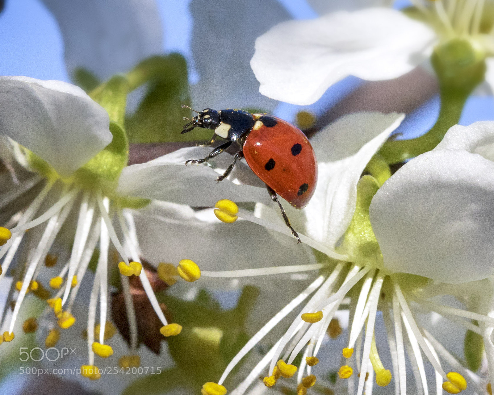 Canon EOS 7D Mark II sample photo. A ladybug on a photography