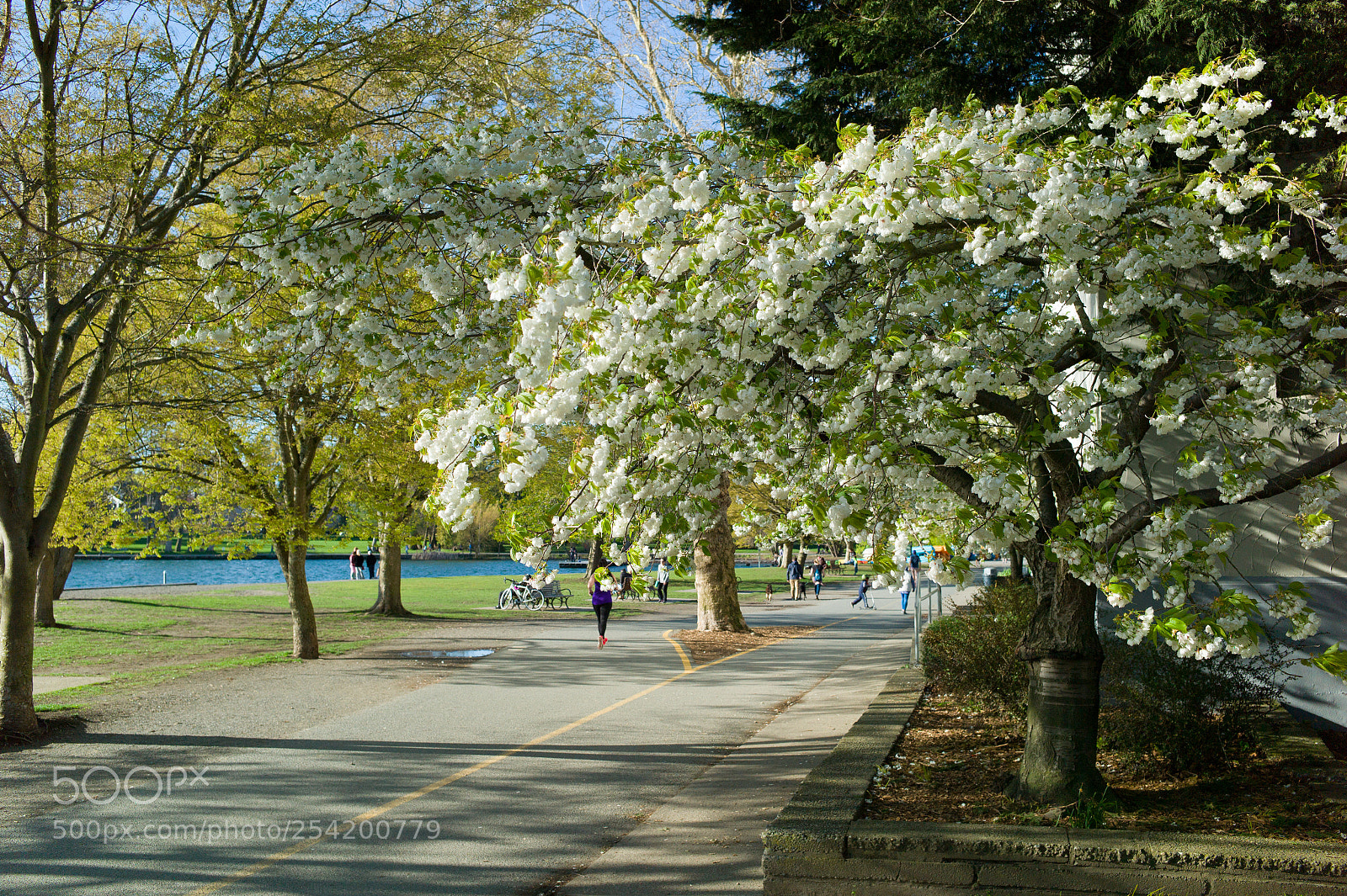 Leica M9 sample photo. Green lake seattle, wa photography