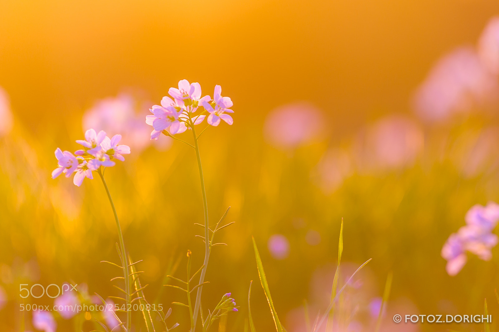 Nikon D700 sample photo. Wildflowers at sunset photography