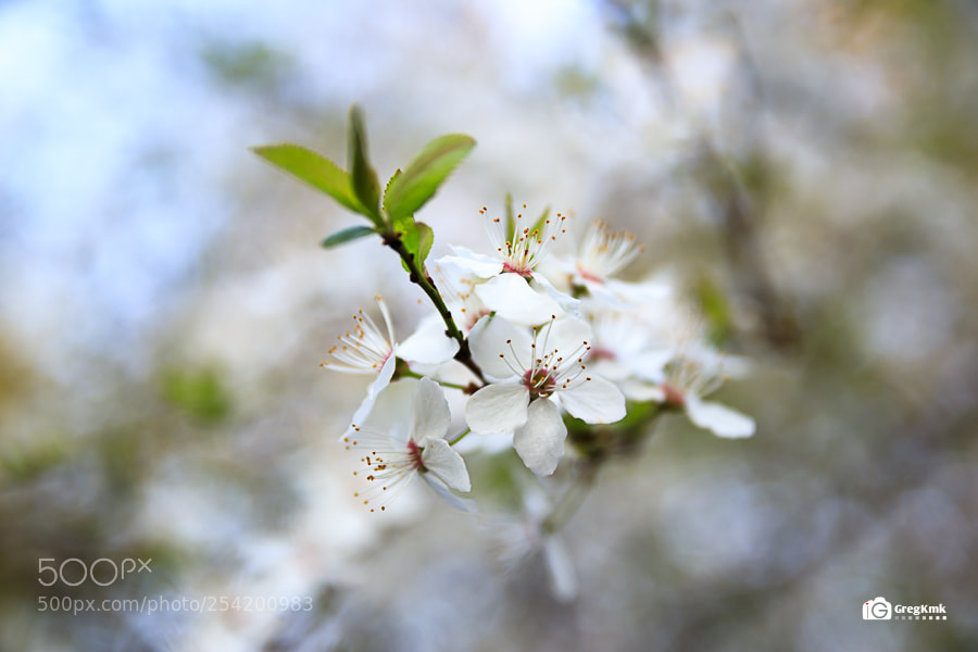 Canon EOS 80D sample photo. Spring is coming photography