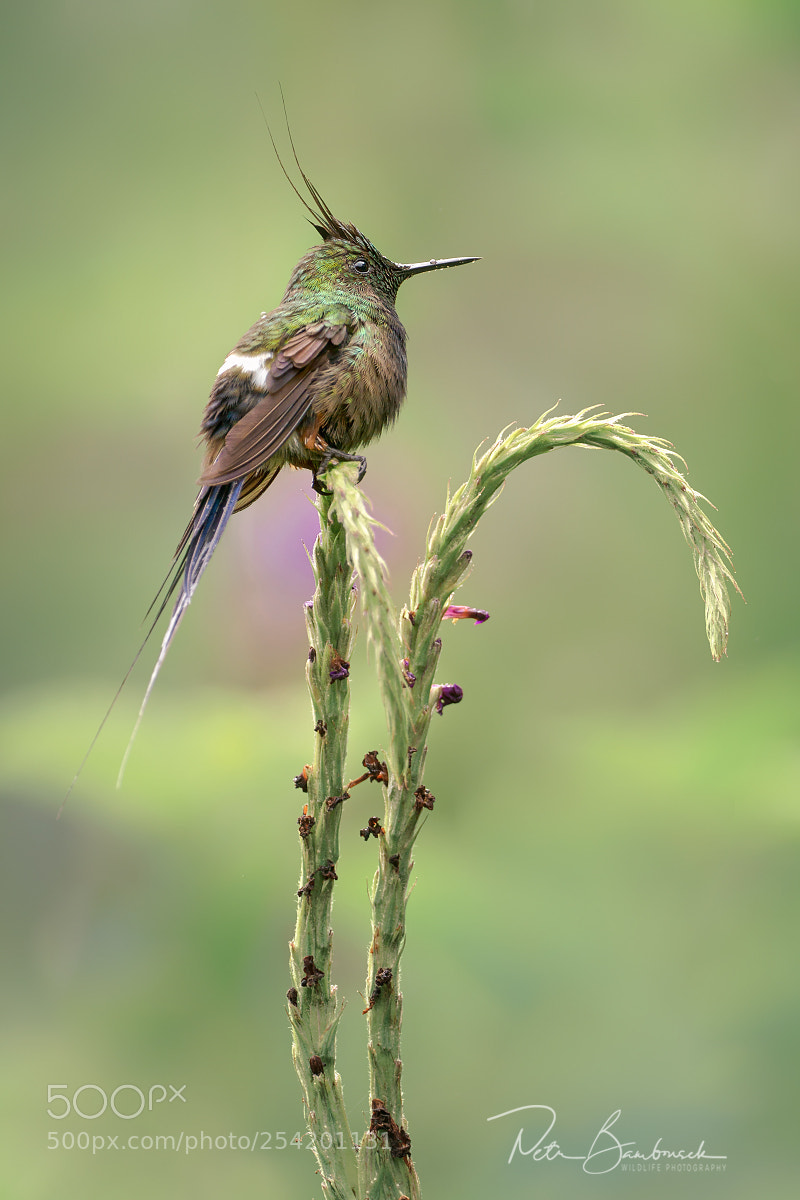 Olympus OM-D E-M1 Mark II sample photo. Wire-crested thorntail | ecuador photography