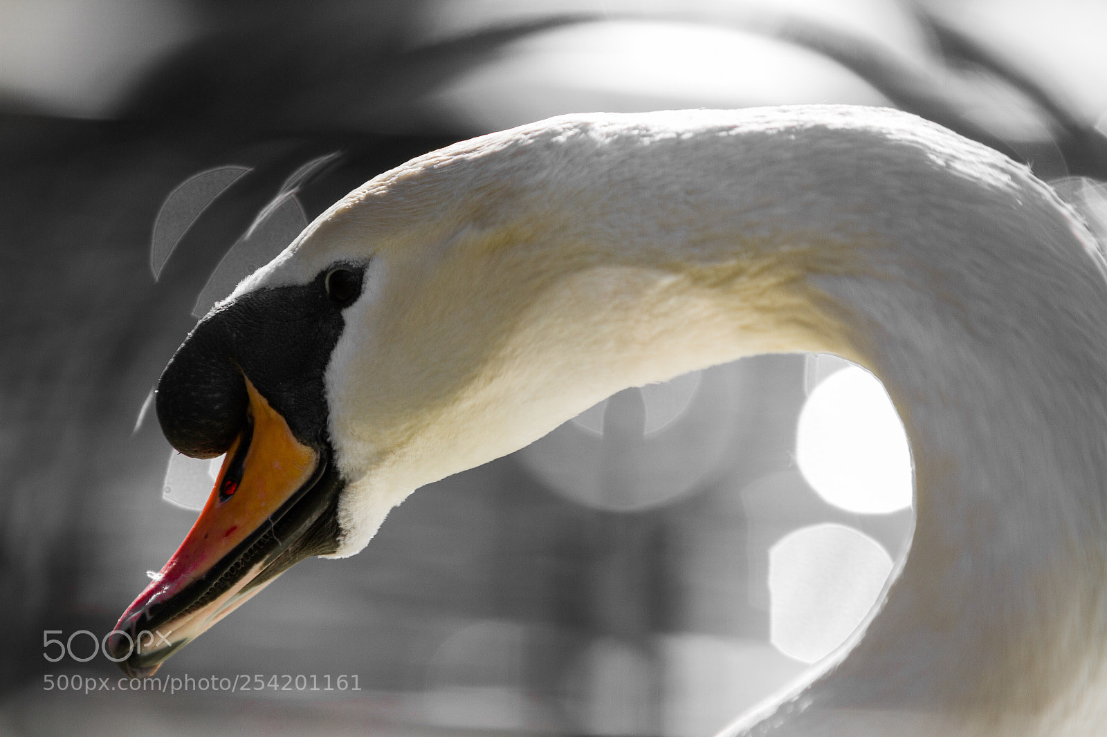 Canon EOS 7D sample photo. Swan in park photography