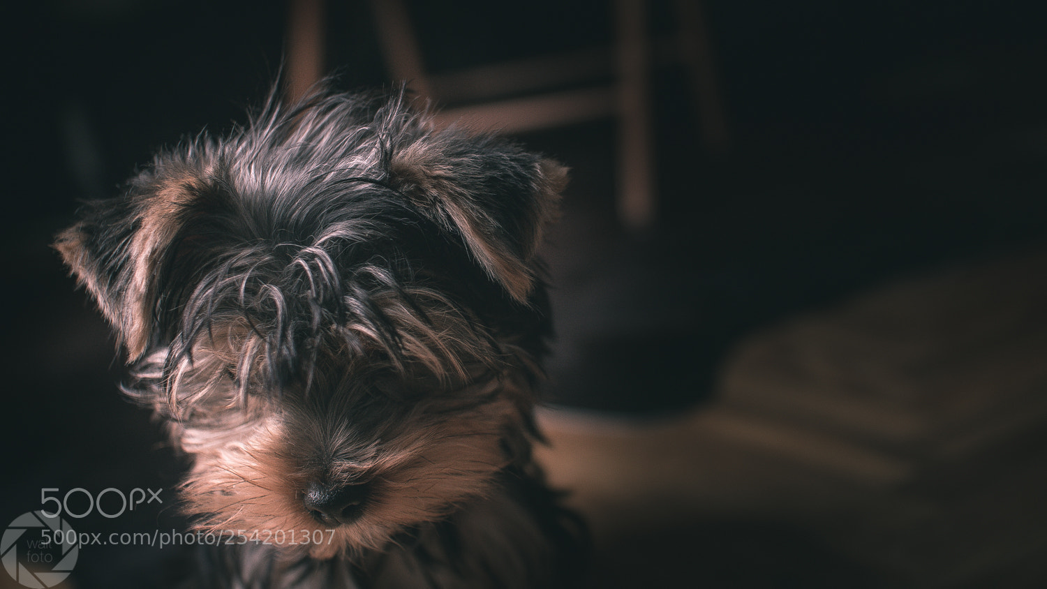 Nikon D500 sample photo. Dog photography