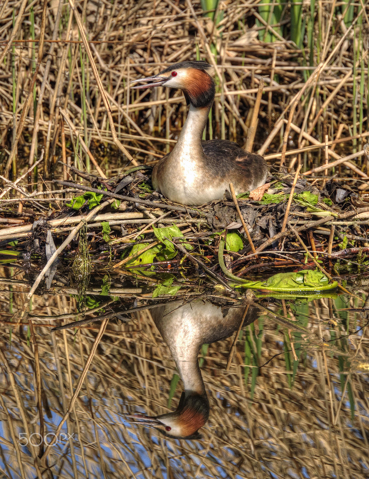 Nikon 1 J1 sample photo. Grebe photography