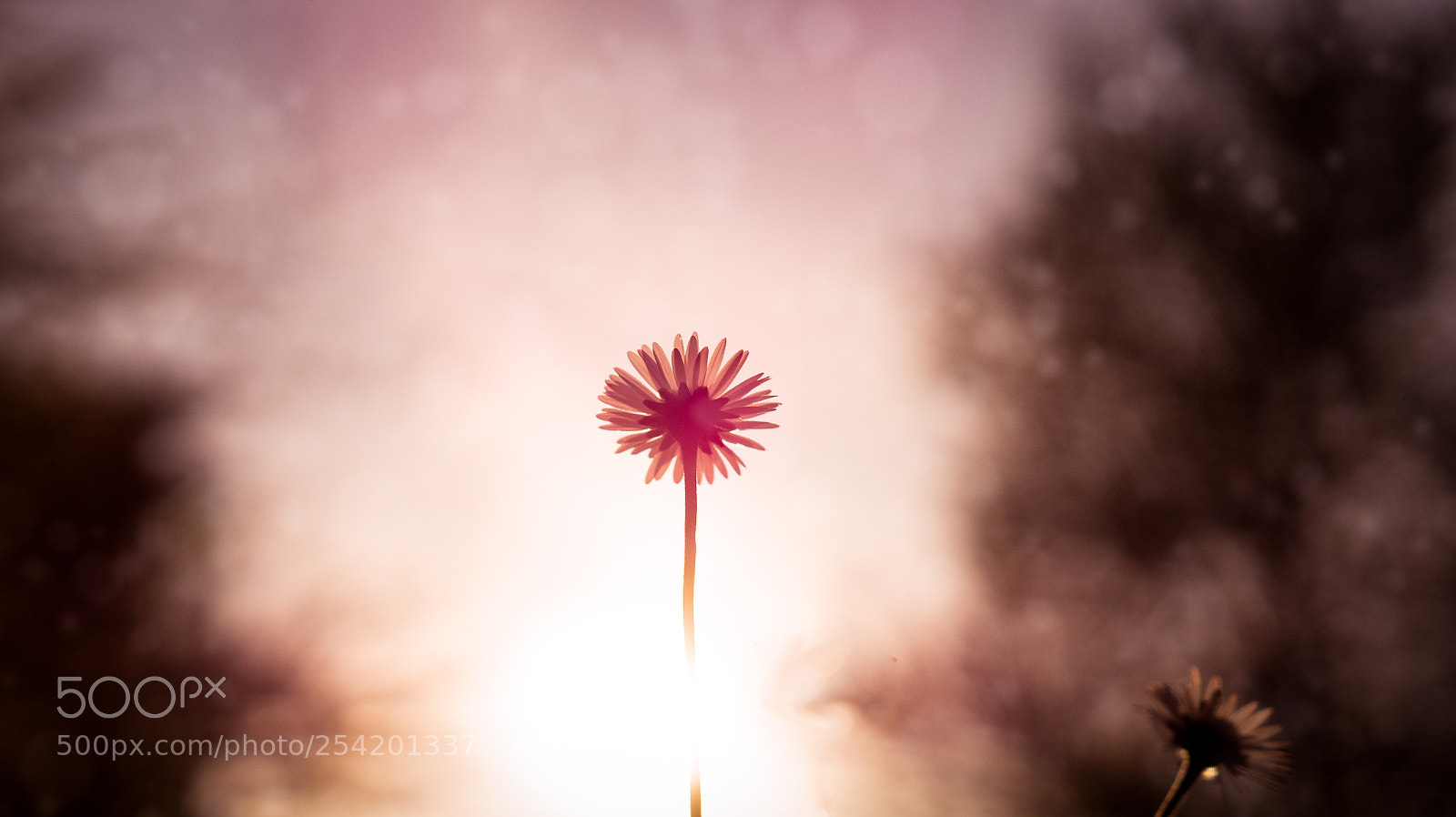 Sony SLT-A58 sample photo. Dreamy daisy photography