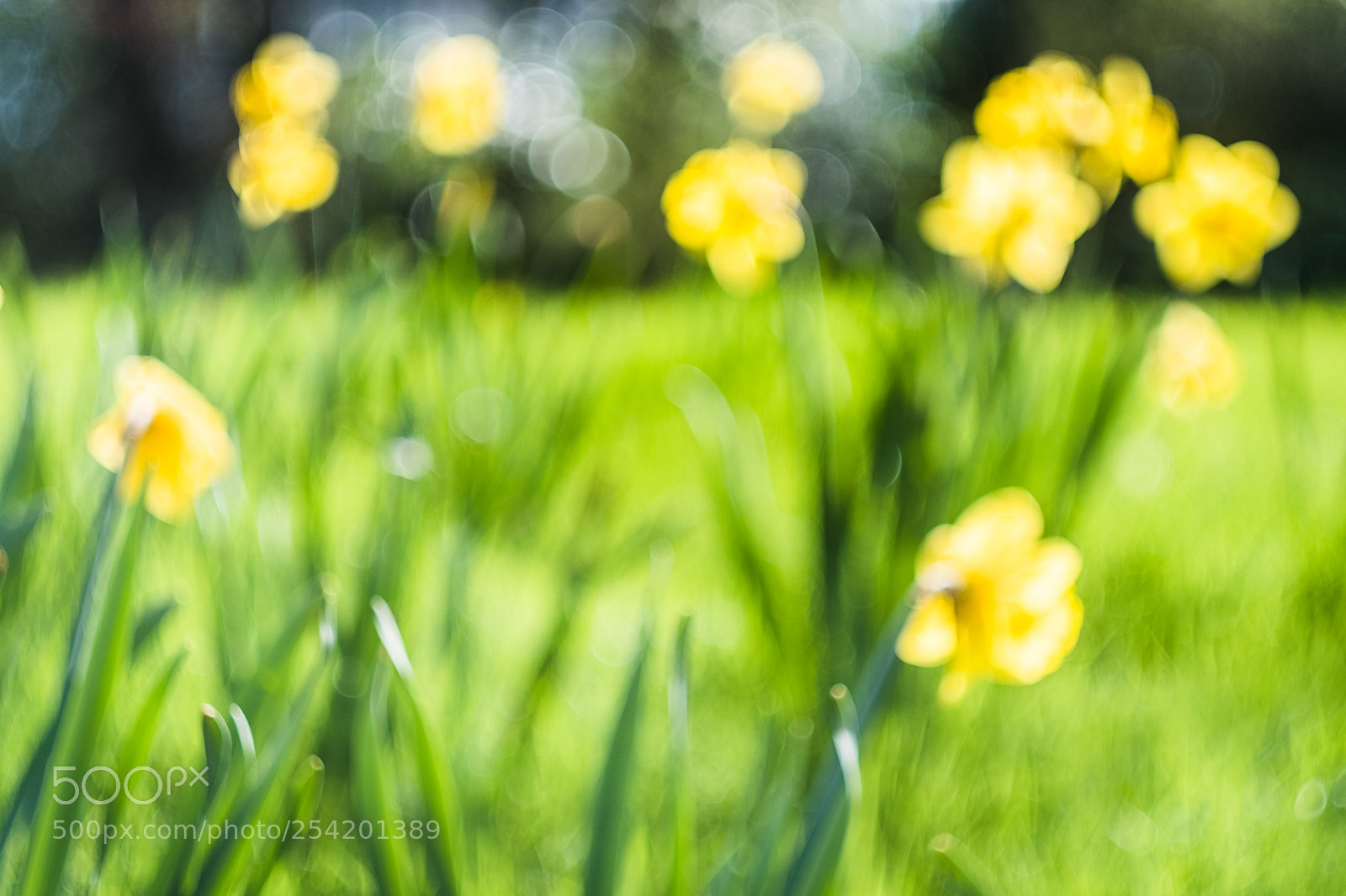Fujifilm X-Pro2 sample photo. Daffodils photography
