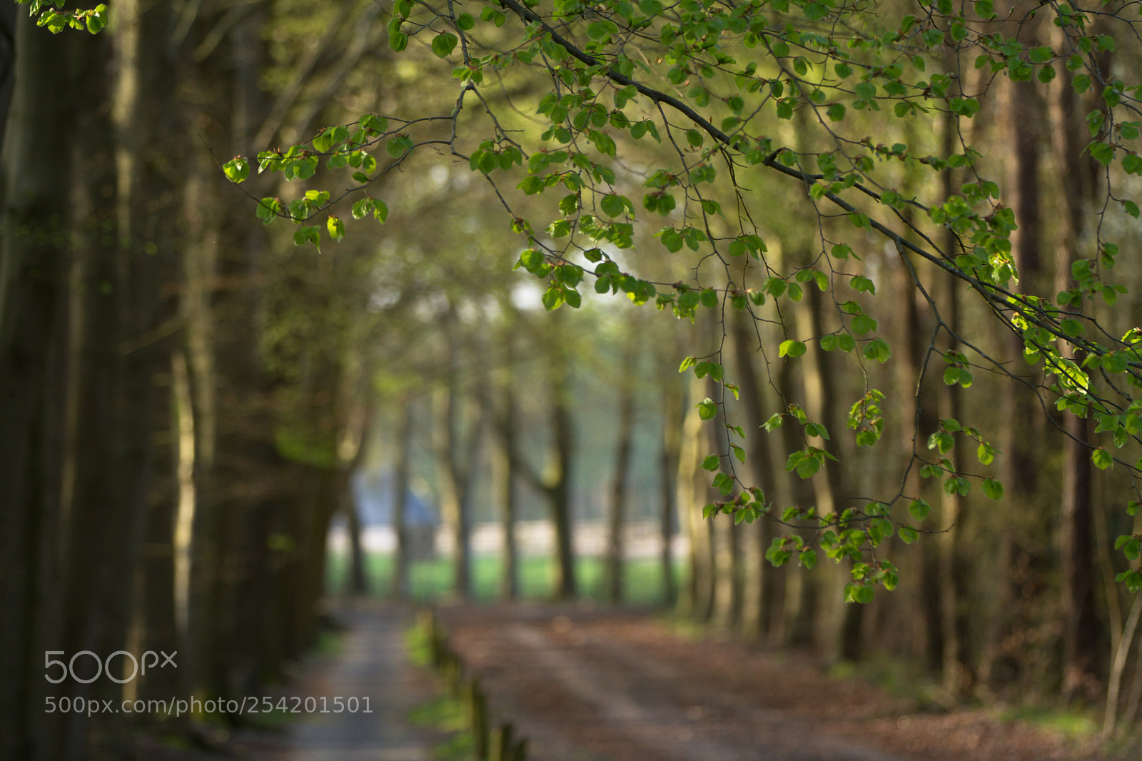 Canon EOS 7D sample photo. The old paths photography