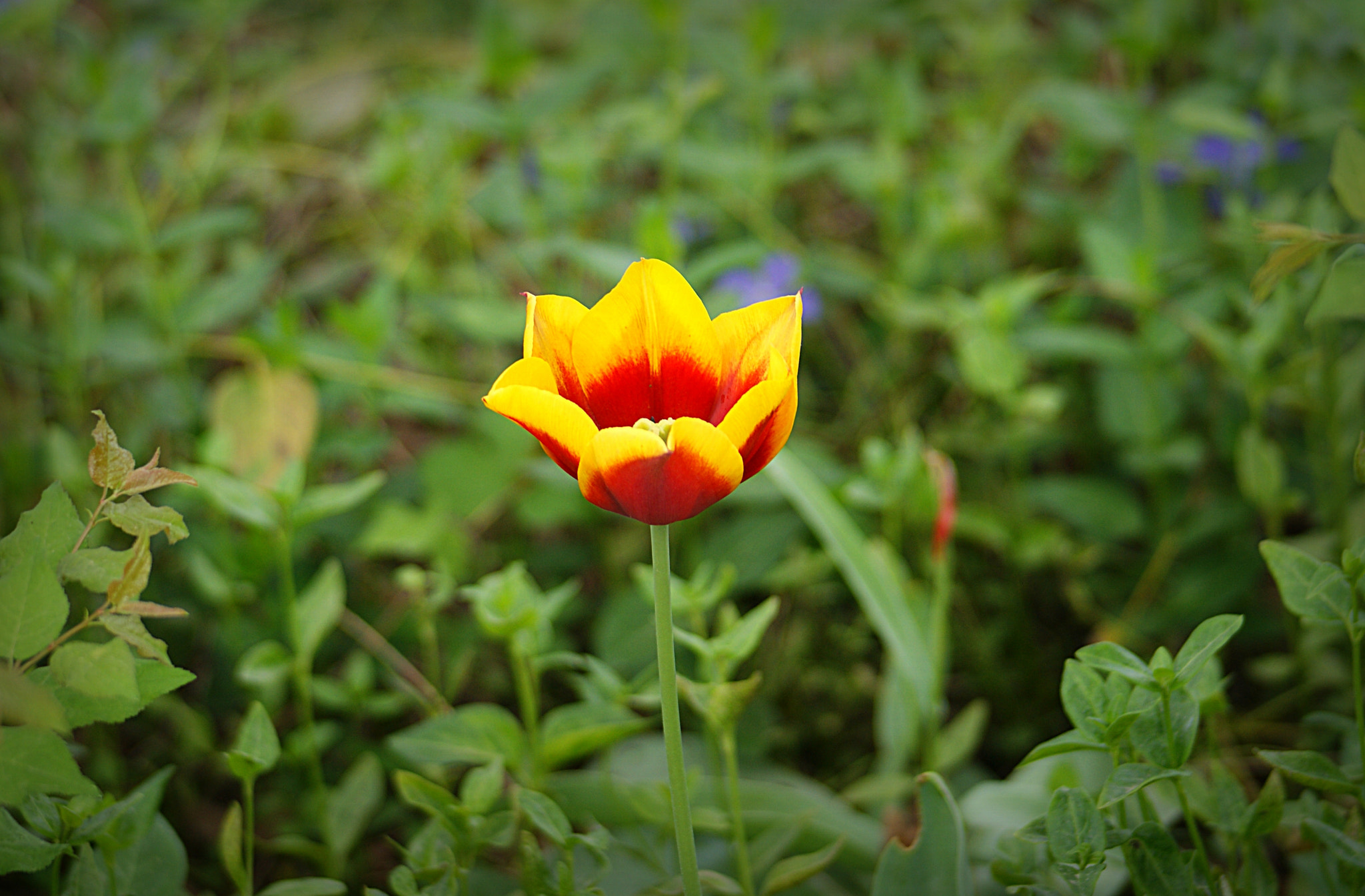 Minolta AF 70-210mm F4.5-5.6 [II] sample photo. Spring colors photography