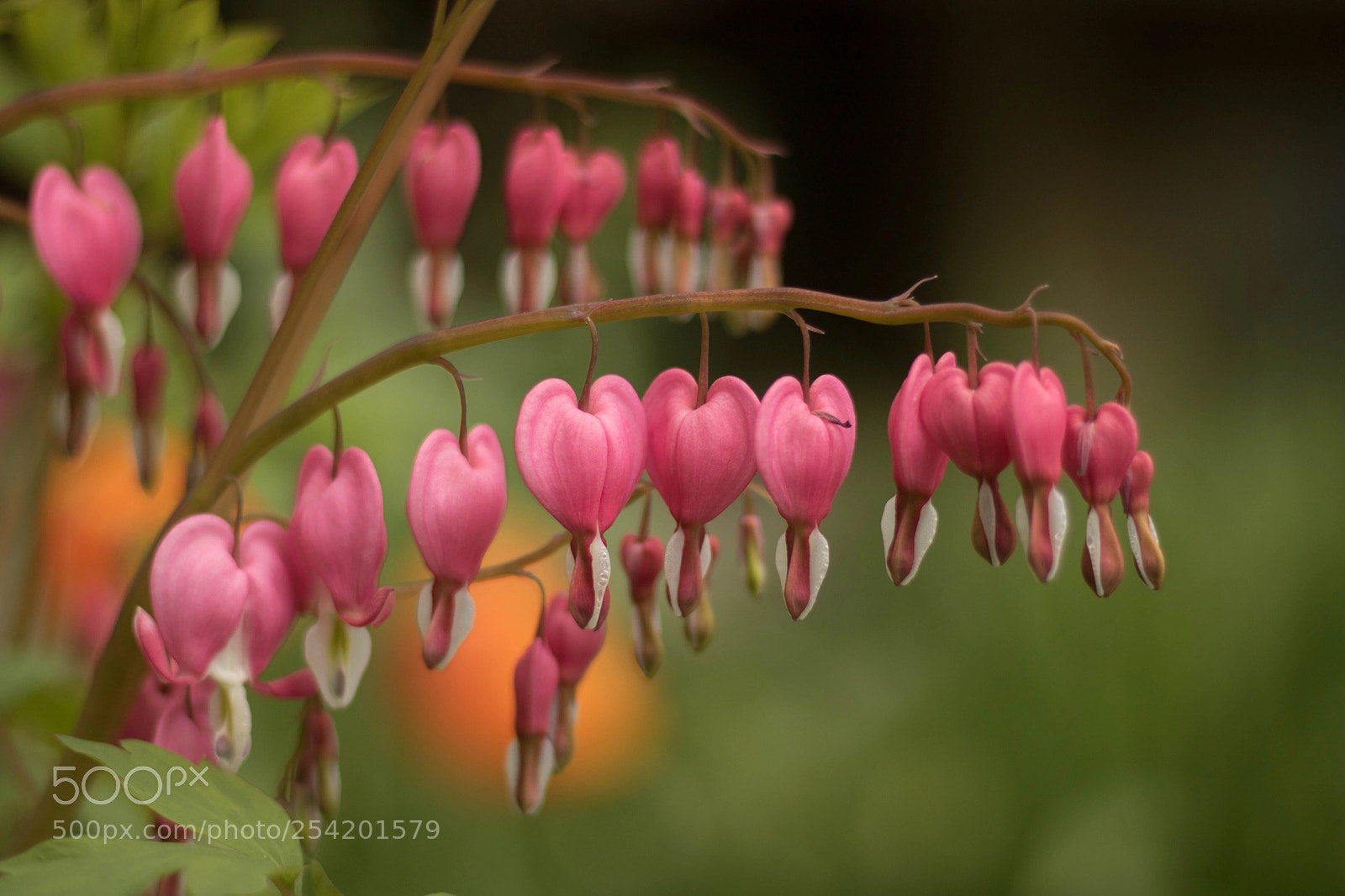 Canon EOS 750D (EOS Rebel T6i / EOS Kiss X8i) sample photo. Pacific bleeding heart photography