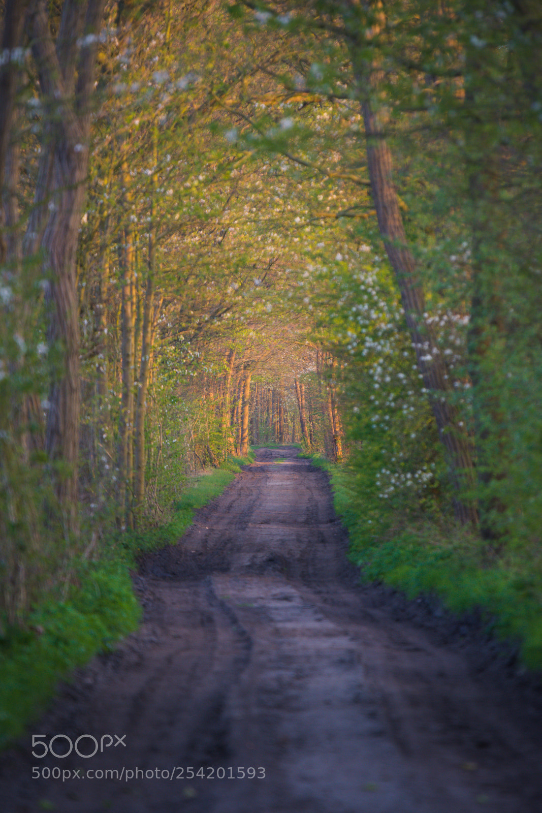 Nikon D7200 sample photo. Spring sunset photography
