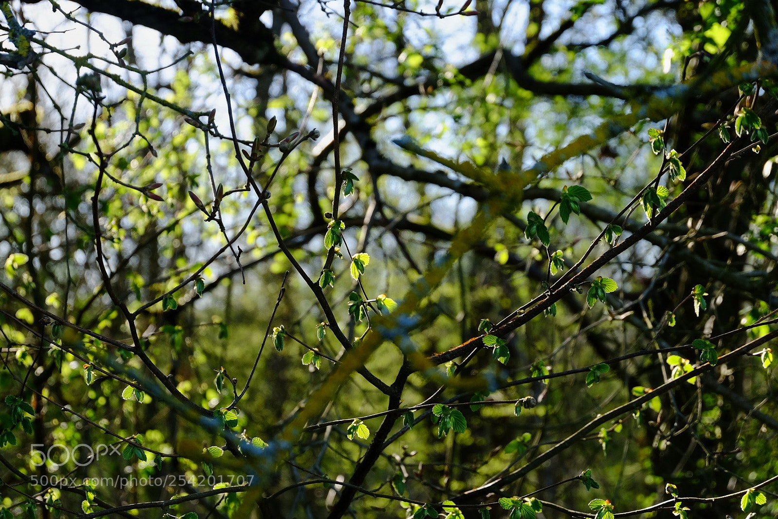 Fujifilm X-T10 sample photo. Untitled photography