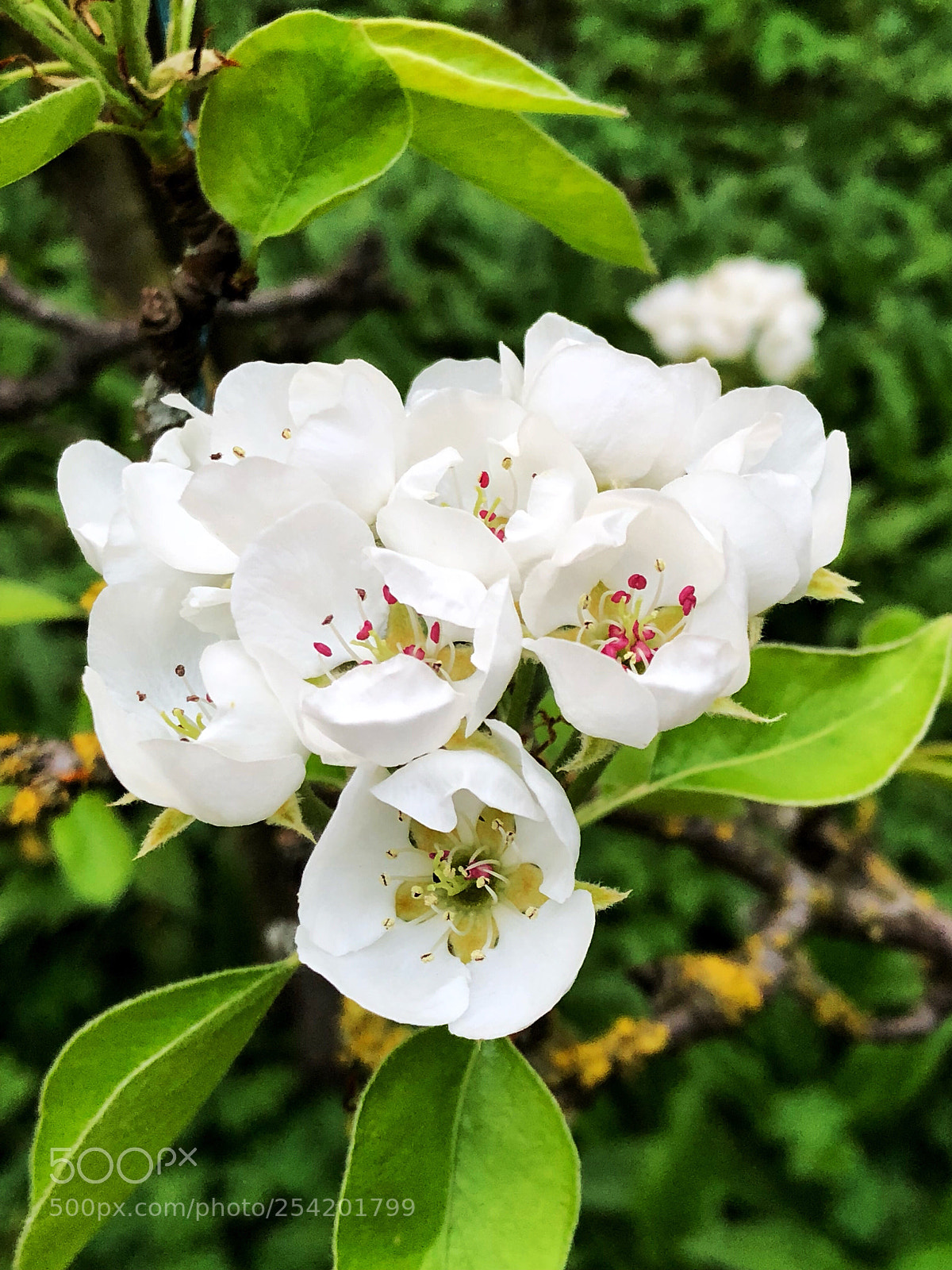 Apple iPhone X sample photo. Beauty photography