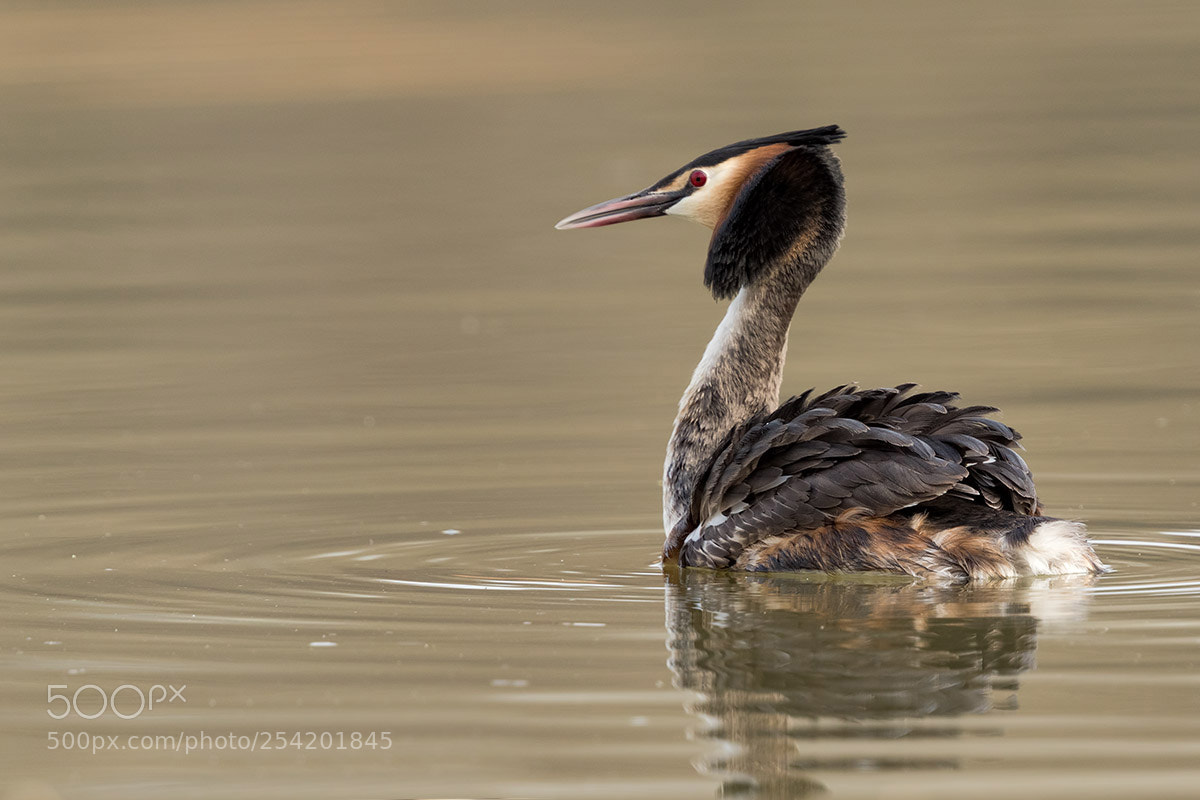 Canon EOS 7D Mark II sample photo. The great crested grebe photography