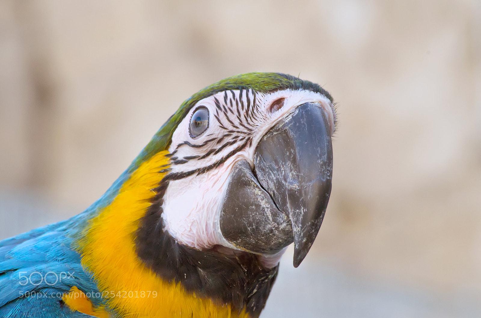 Pentax K-50 sample photo. Macaw photography