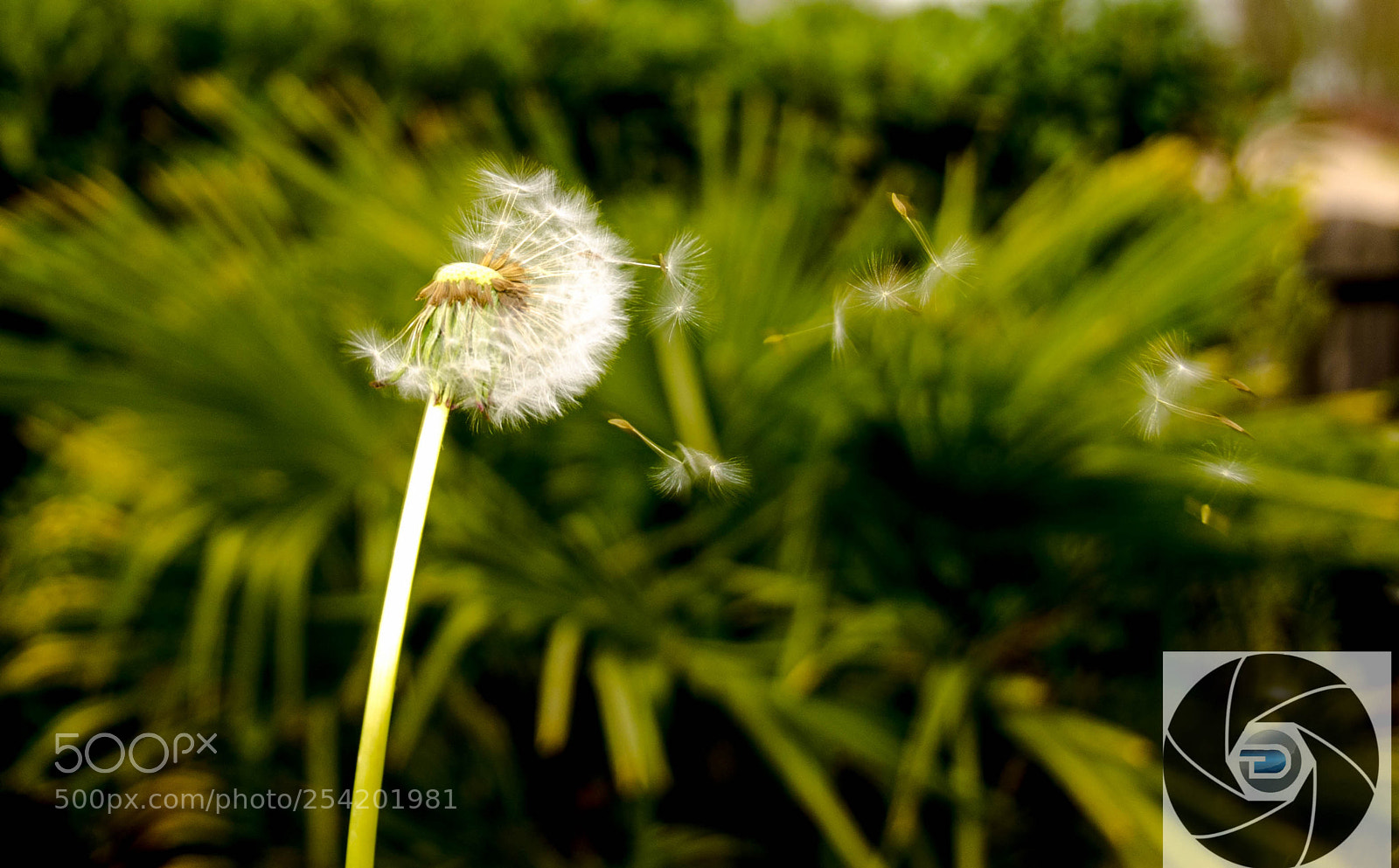 Nikon D5100 sample photo. Le souffle photography