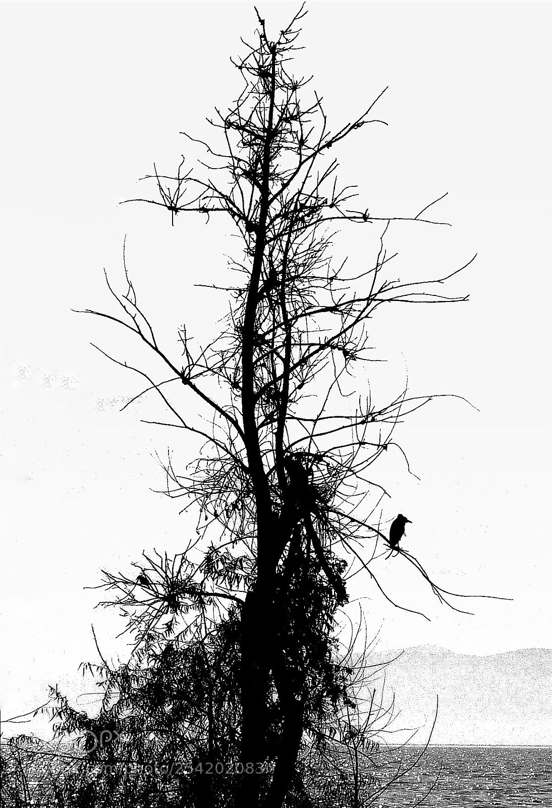 Panasonic Lumix DMC-TZ5 sample photo. Lonely bird and lonely photography