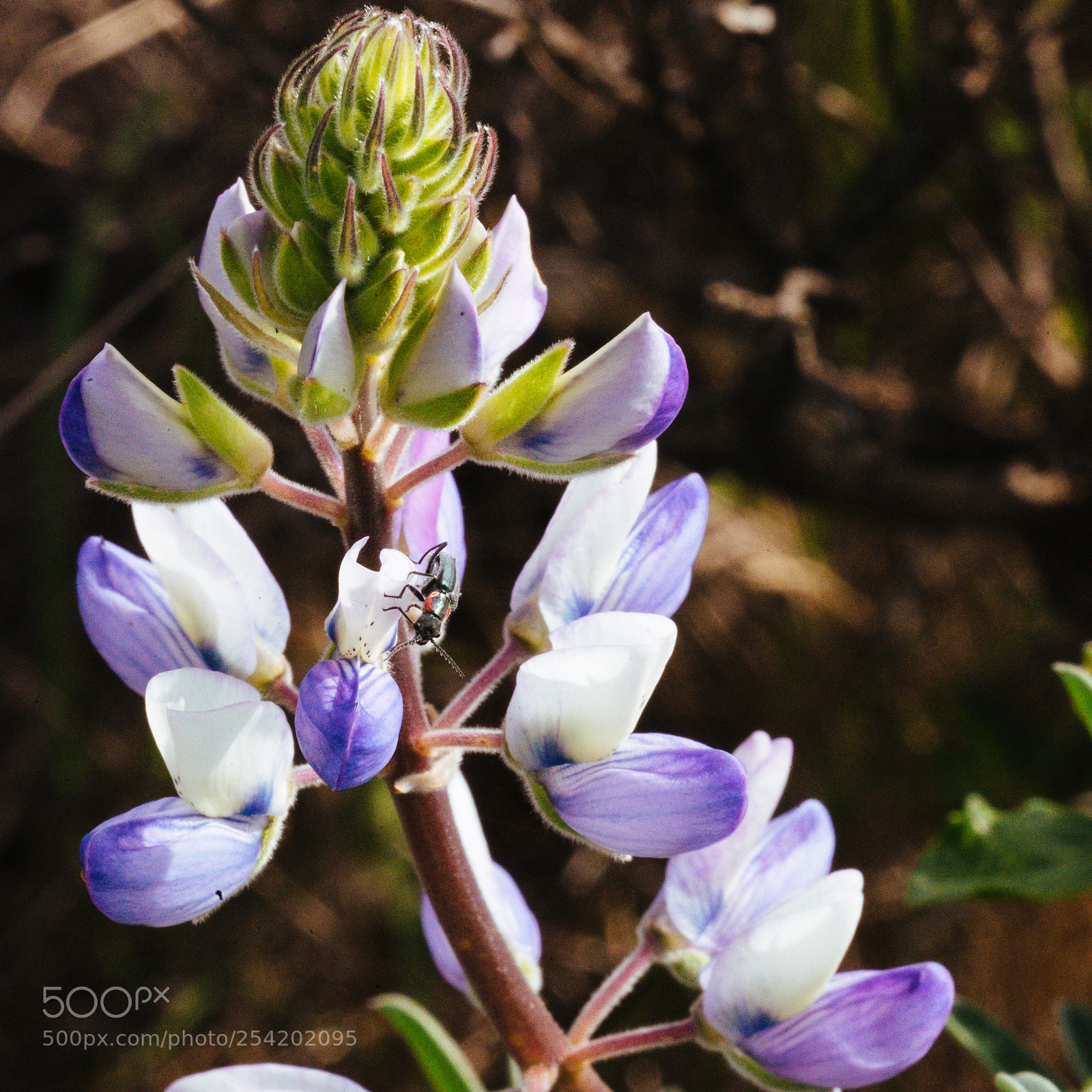 Nikon D600 sample photo. Lupinus sp. w/ insect photography