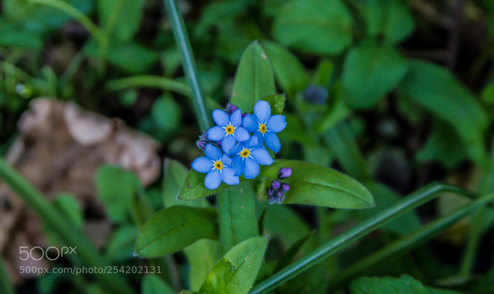 Canon EOS 70D sample photo. Small light blue flowers photography