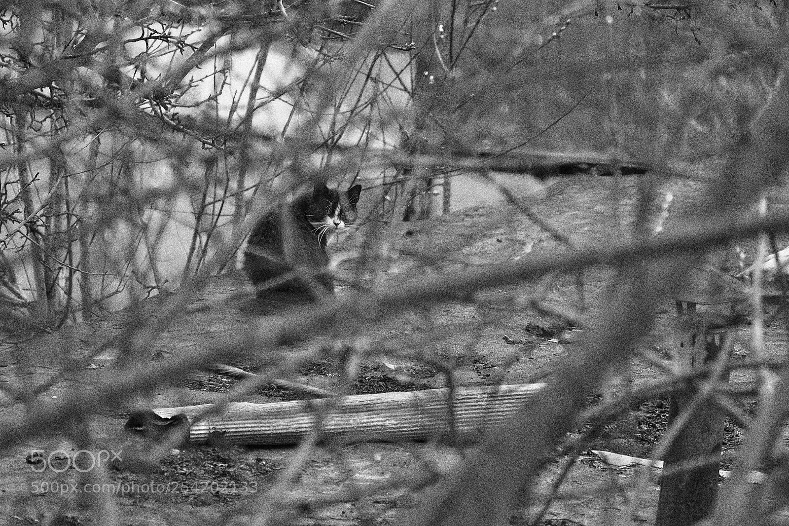 Nikon D5100 sample photo. 187074.jpg photography