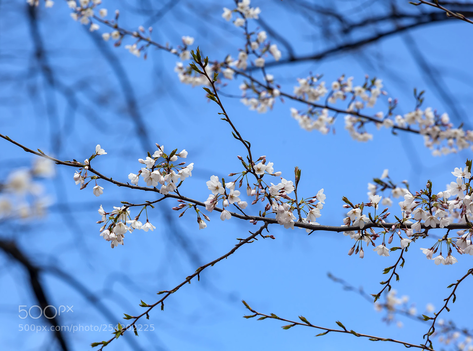 Canon EOS 5D Mark II sample photo. Cherry blossoms photography