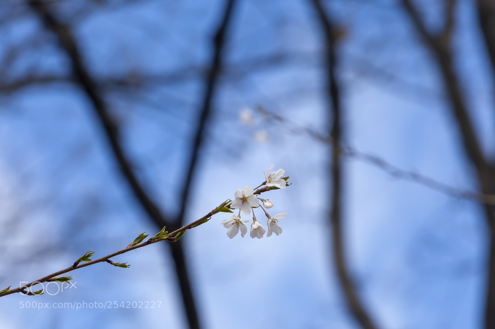 Canon EOS 5D Mark II sample photo. Cherry blossoms photography