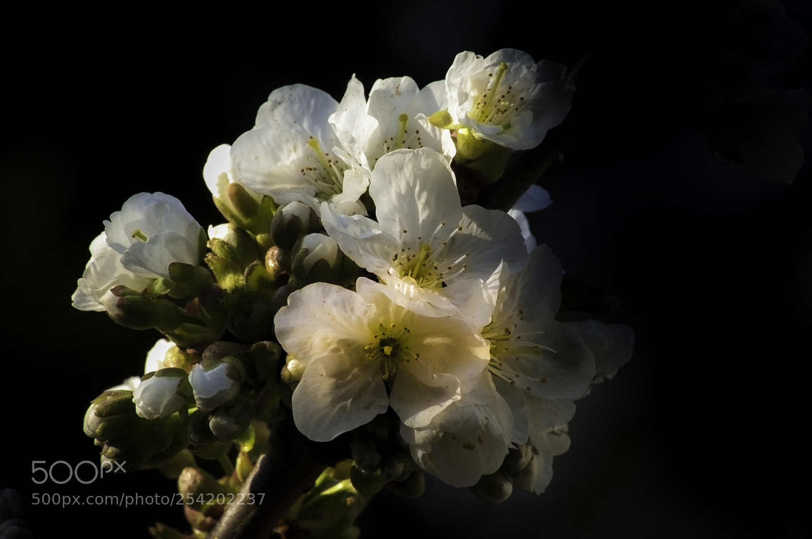 Nikon D5000 sample photo. Cherry blossom photography