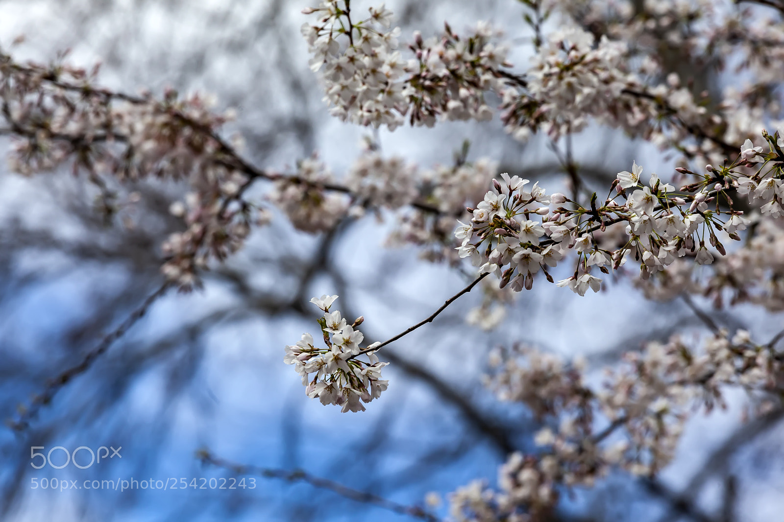 Canon EOS 5D Mark II sample photo. Cherry blossoms photography