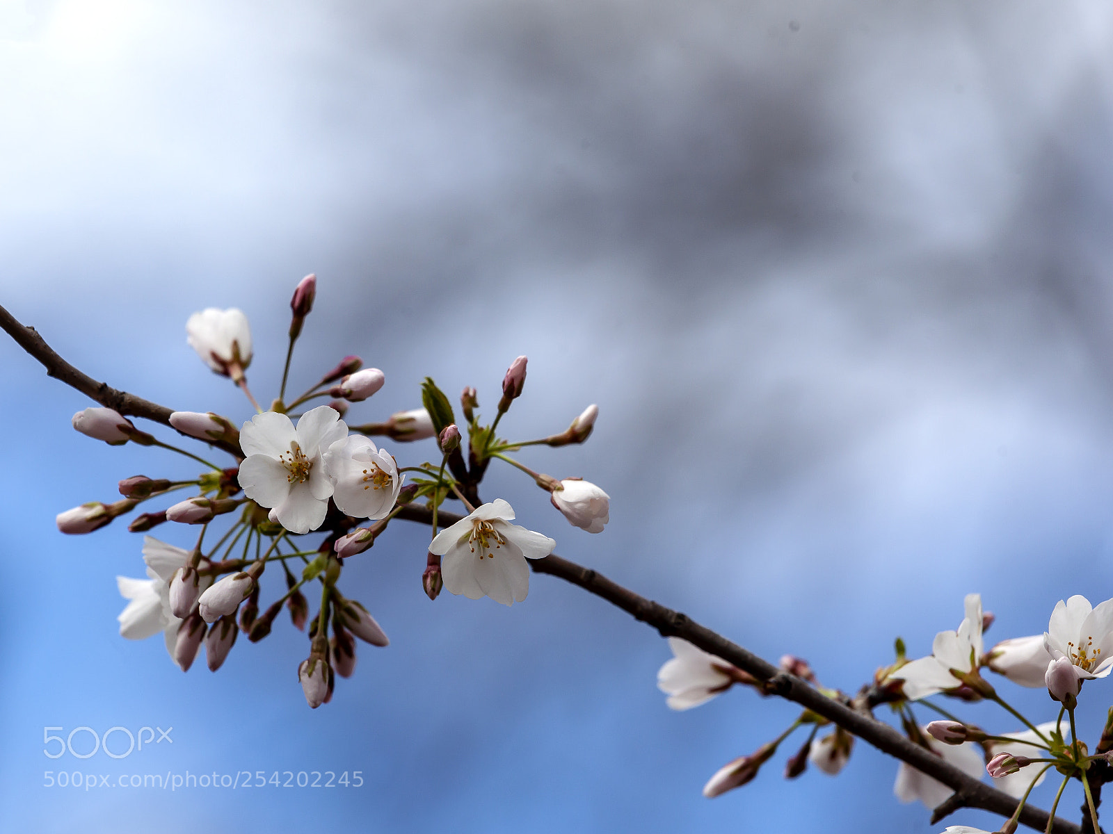 Canon EOS 5D Mark II sample photo. Cherry blossoms photography
