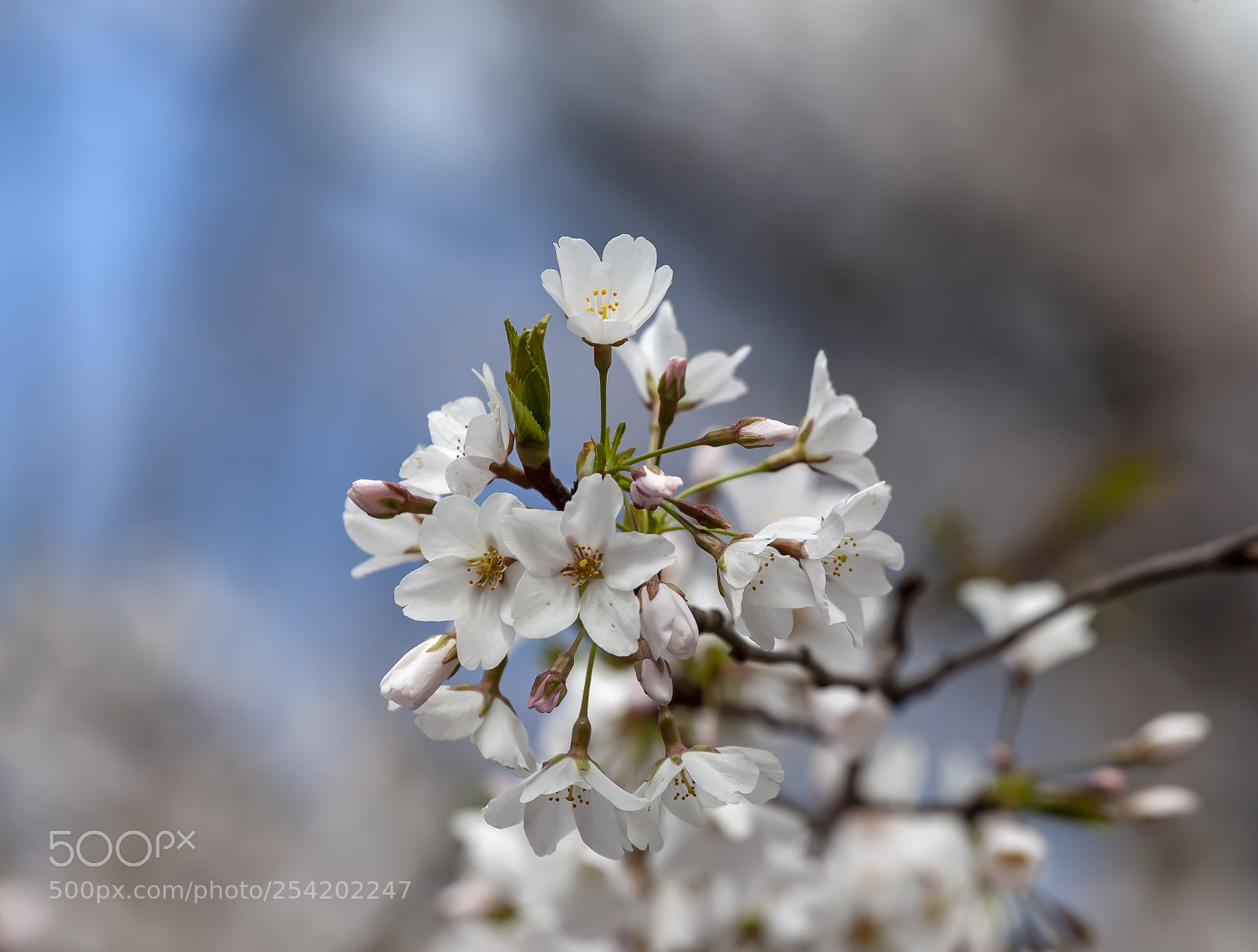 Canon EOS 5D Mark II sample photo. Cherry blossoms photography