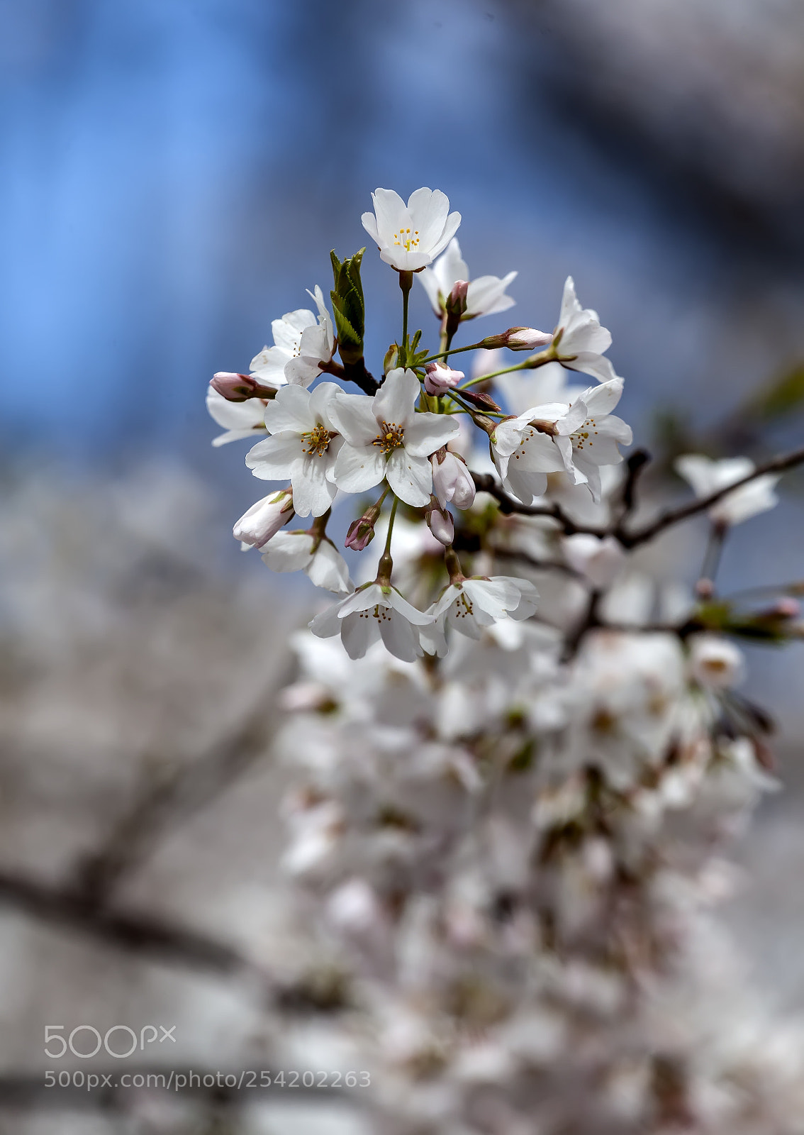 Canon EOS 5D Mark II sample photo. Cherry blossoms photography
