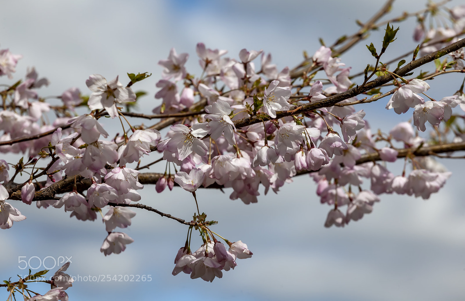 Canon EOS 5D Mark II sample photo. Cherry blossoms photography