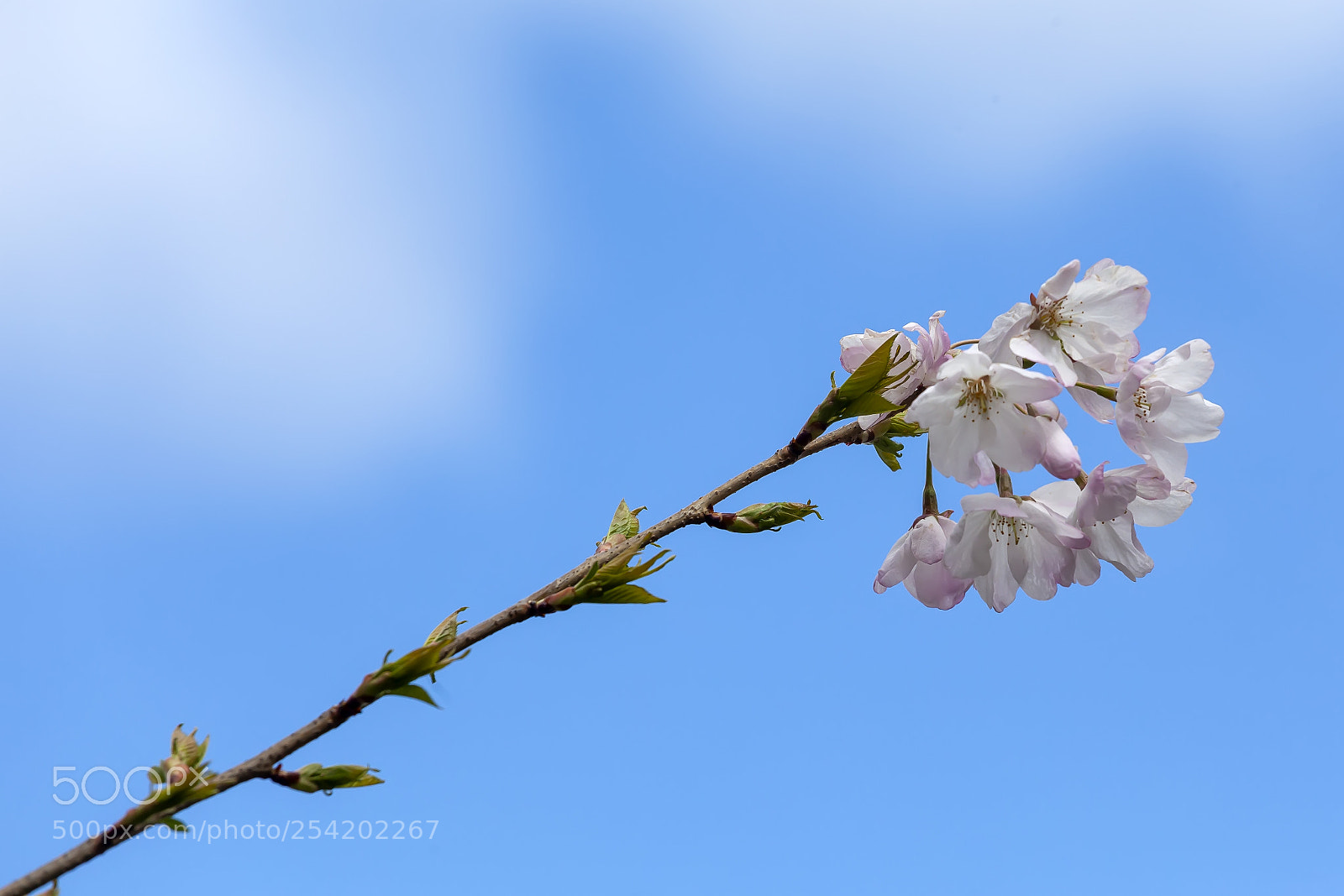 Canon EOS 5D Mark II sample photo. Cherry blossoms photography