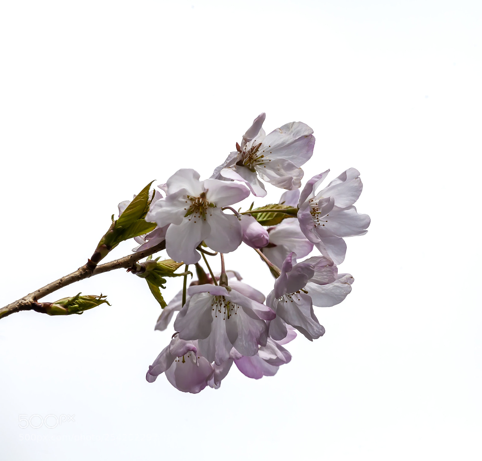 Canon EOS 5D Mark II sample photo. Cherry blossoms photography