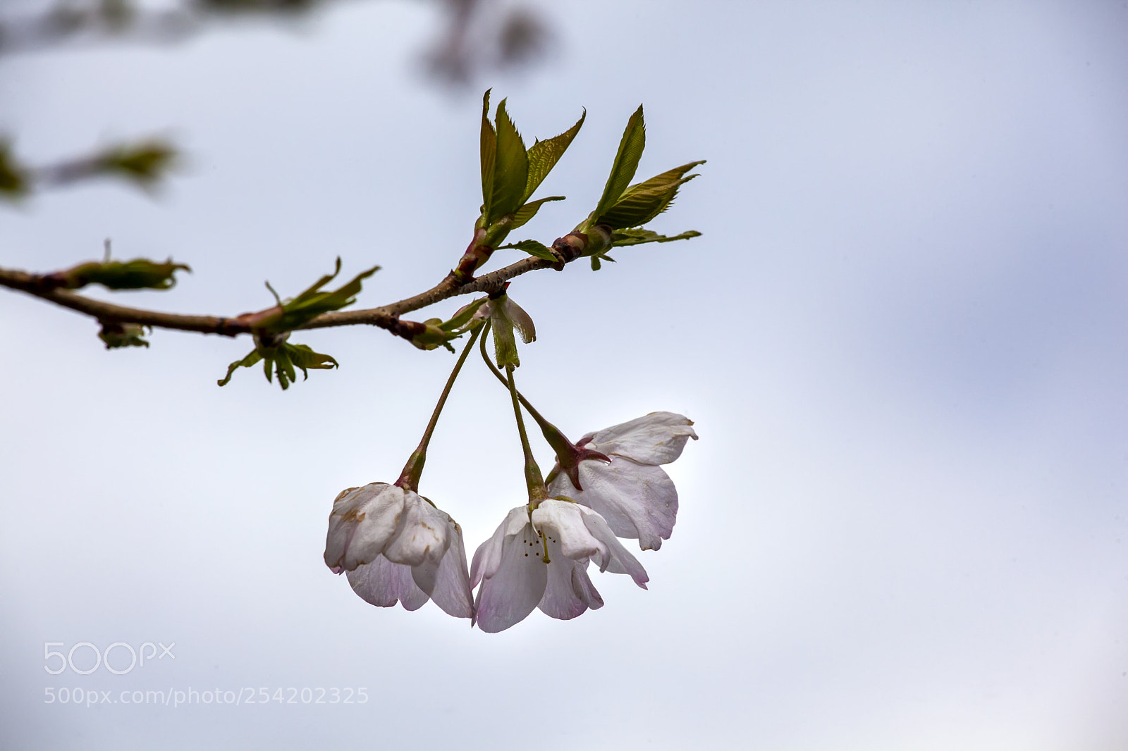 Canon EOS 5D Mark II sample photo. Cherry blossoms photography
