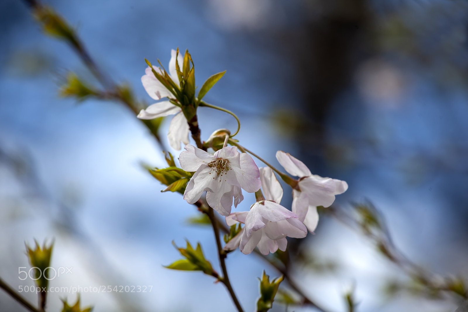 Canon EOS 5D Mark II sample photo. Cherry blossoms photography