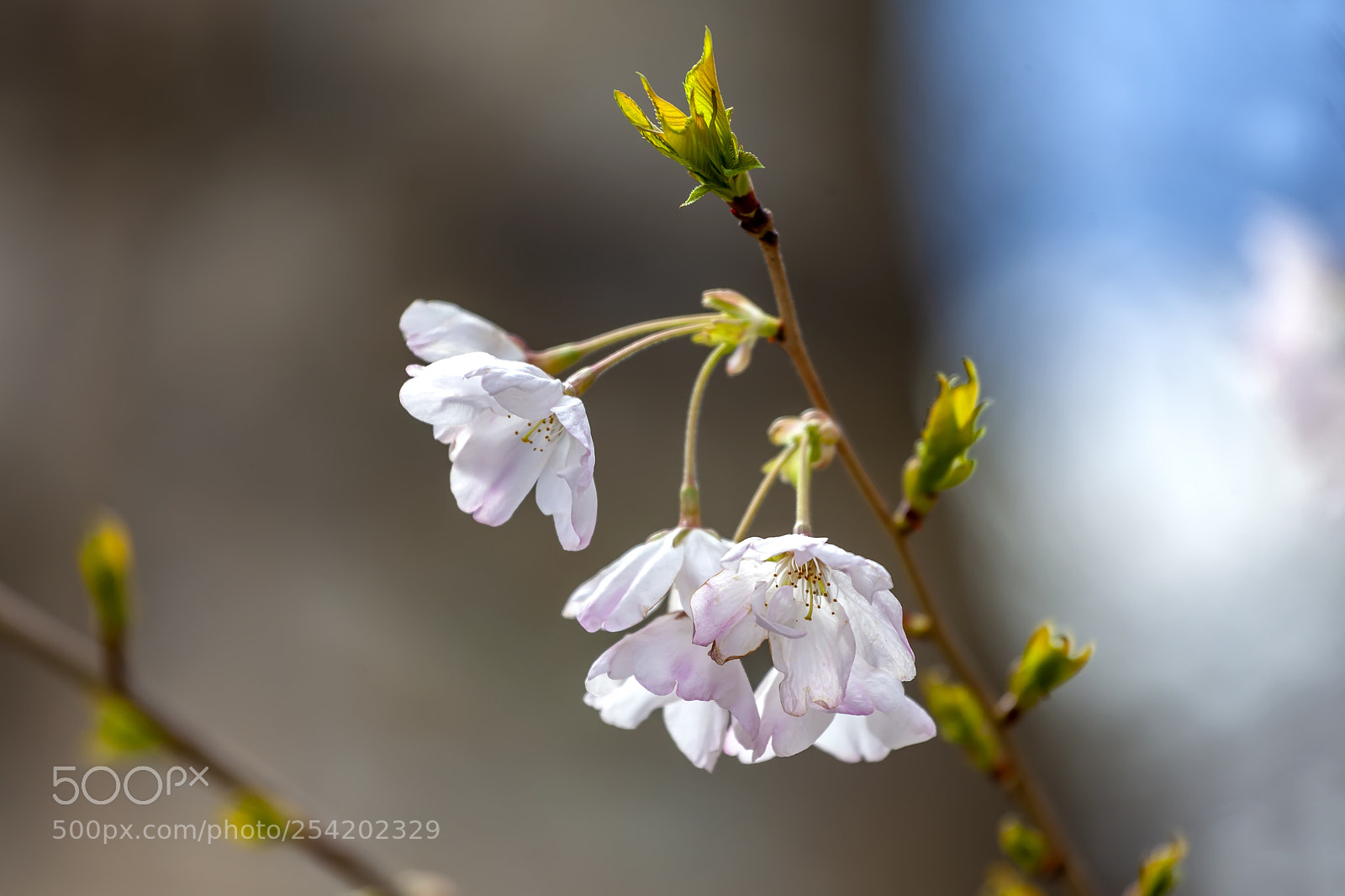 Canon EOS 5D Mark II sample photo. Cherry blossoms photography