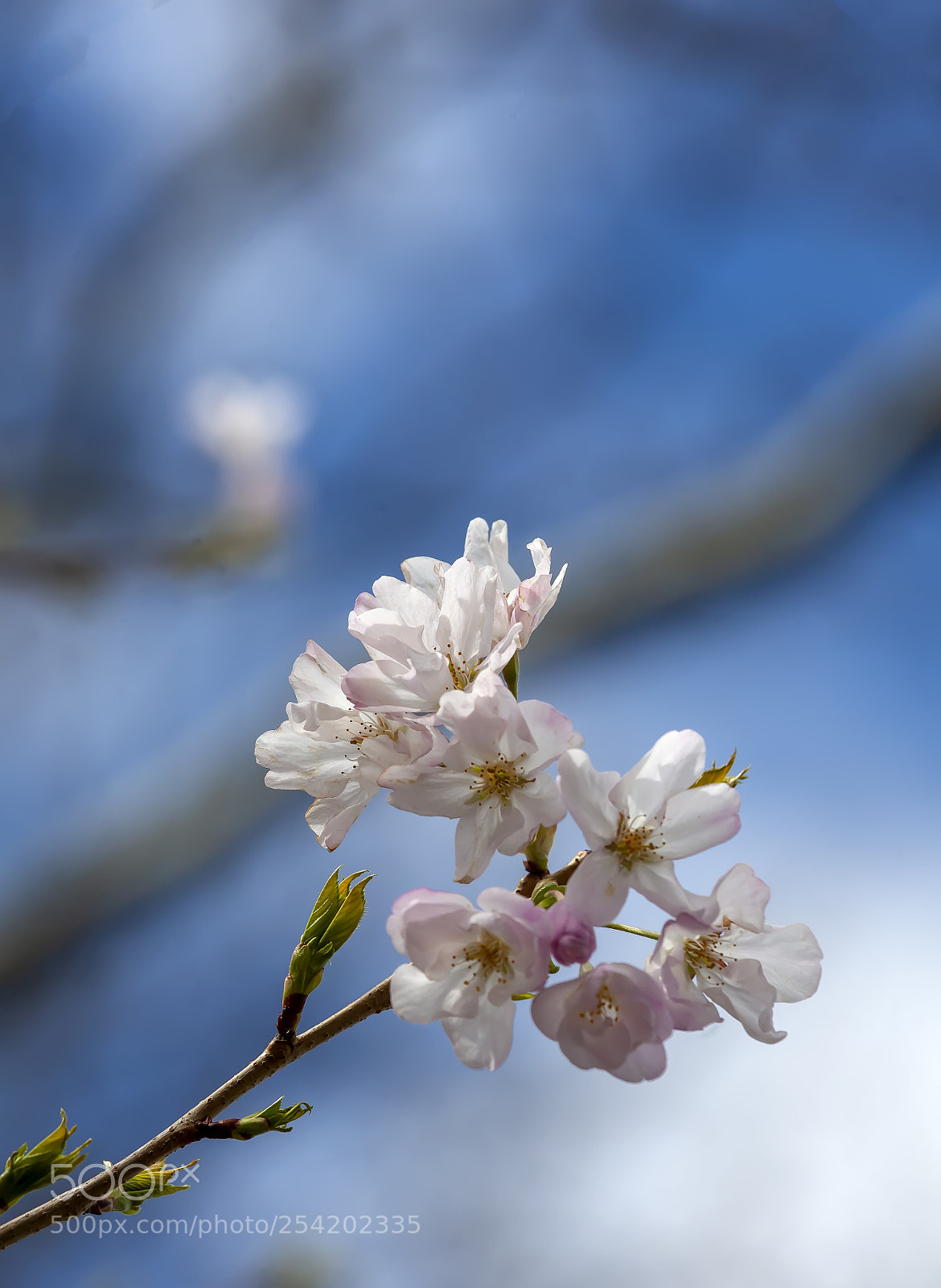 Canon EOS 5D Mark II sample photo. Cherry blossoms photography