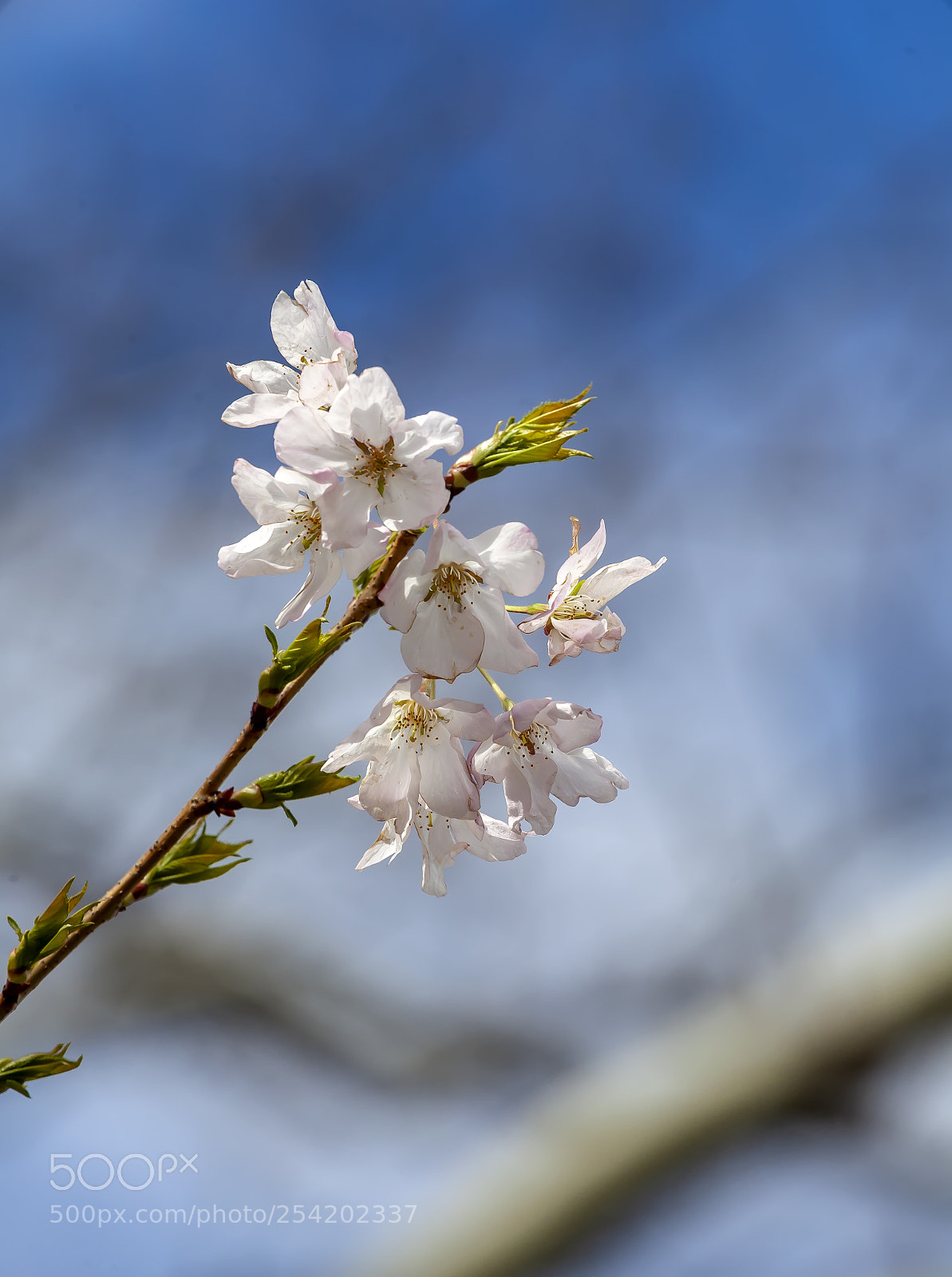 Canon EOS 5D Mark II sample photo. Cherry blossoms photography