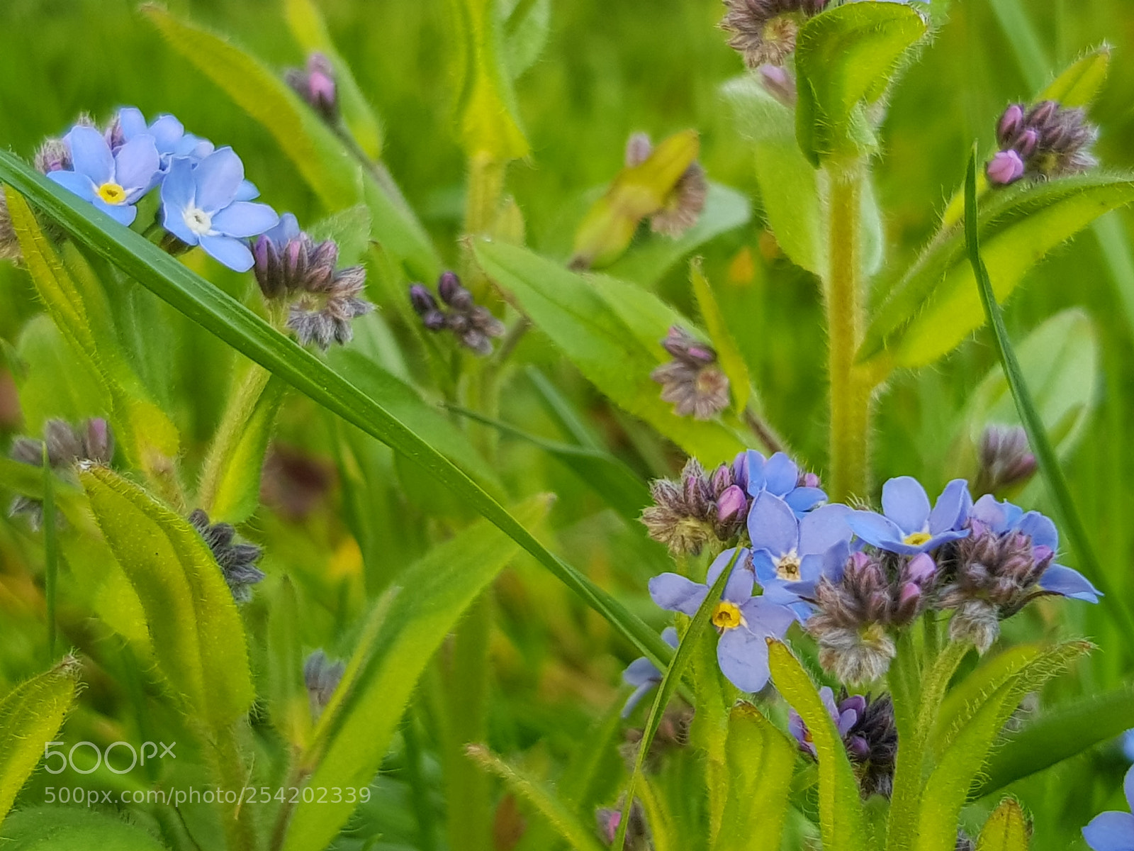 Samsung Galaxy S8 sample photo. Forget me nots photography