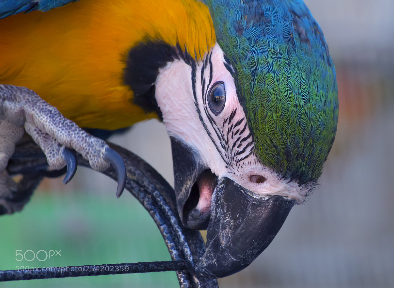 Pentax K-50 sample photo. Macaw photography