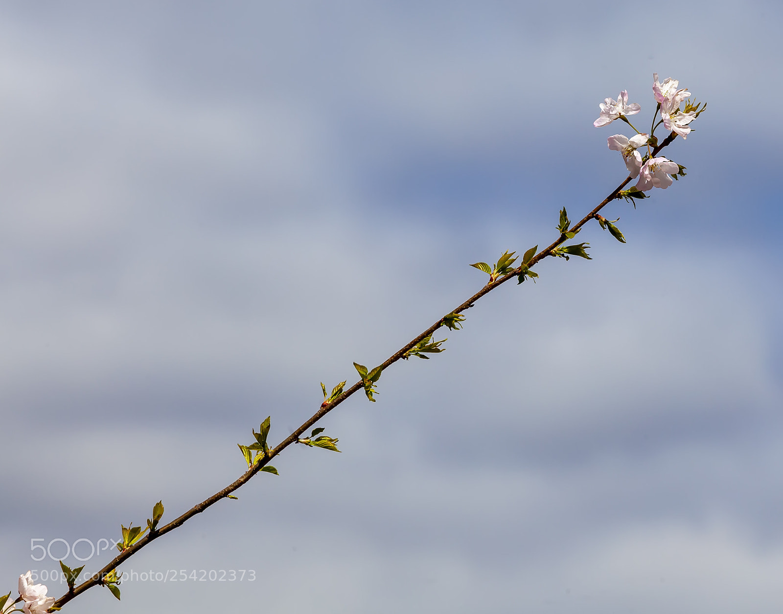 Canon EOS 5D Mark II sample photo. Cherry blossoms photography