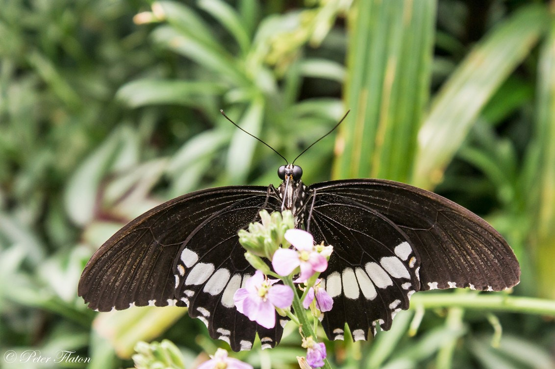 Sony Alpha DSLR-A550 sample photo. Butterfly photography