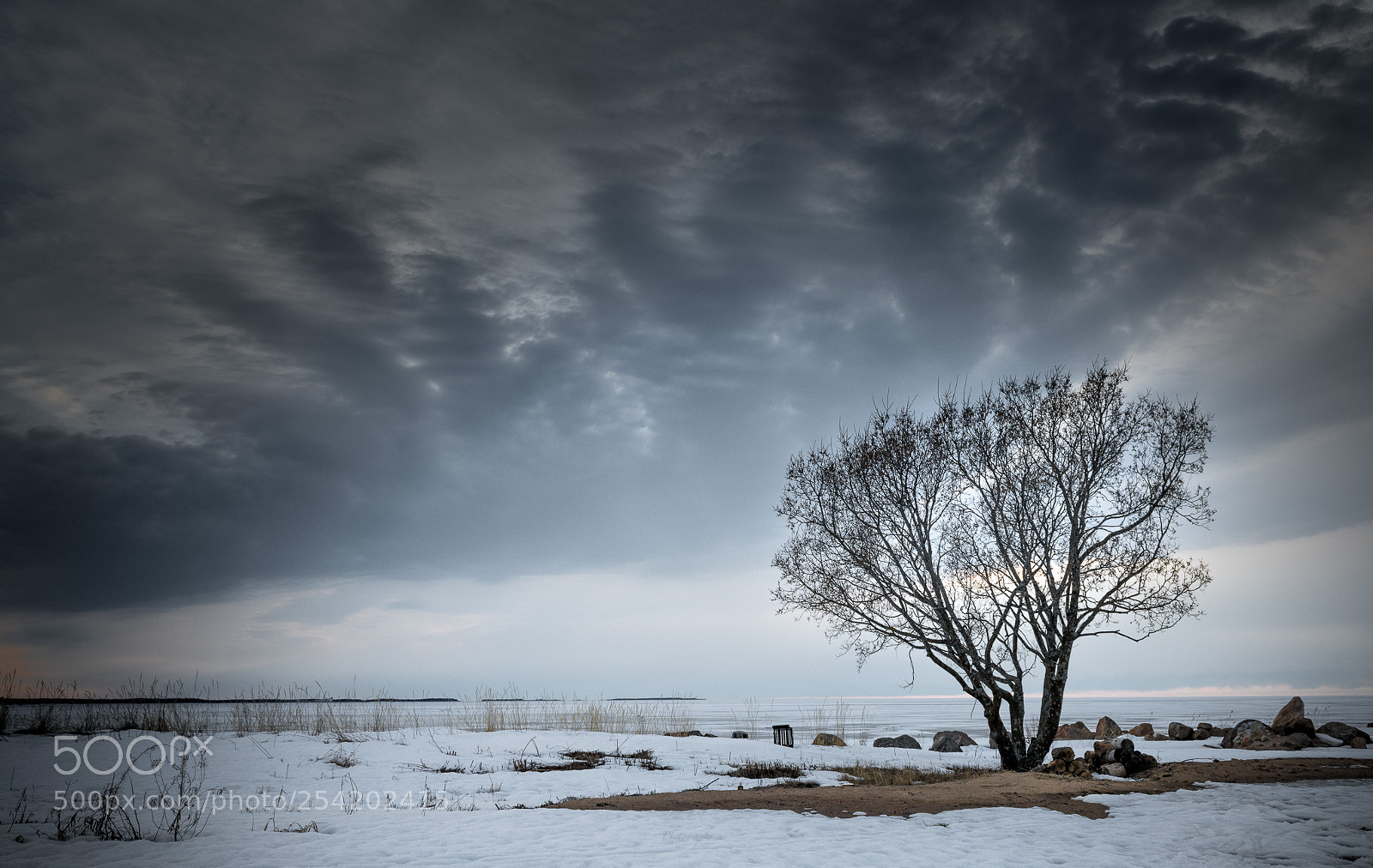 Nikon D850 sample photo. The lone tree photography